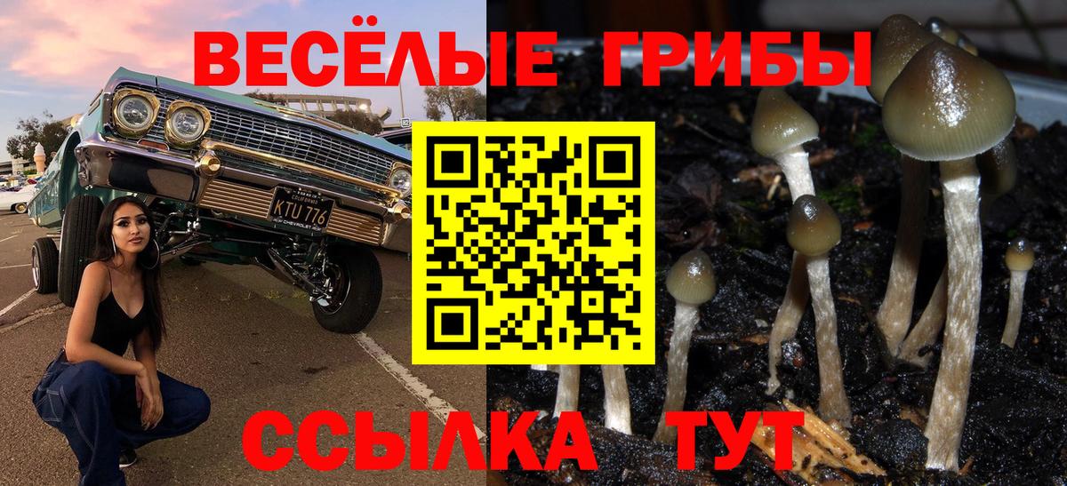 Псилоцибиновые грибы Psilocybe Миллерово